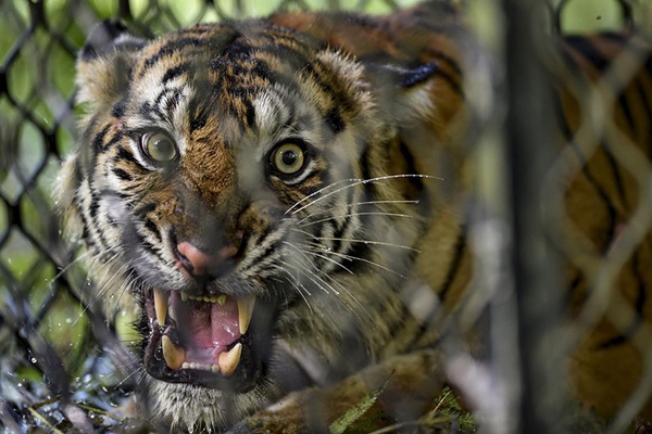 Rimba the tiger needs protection from poachers