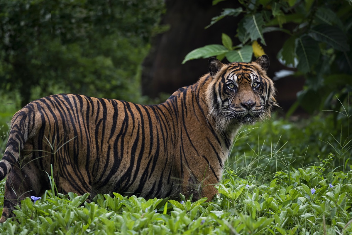 Sumatran Tiger Facts International Tiger Project