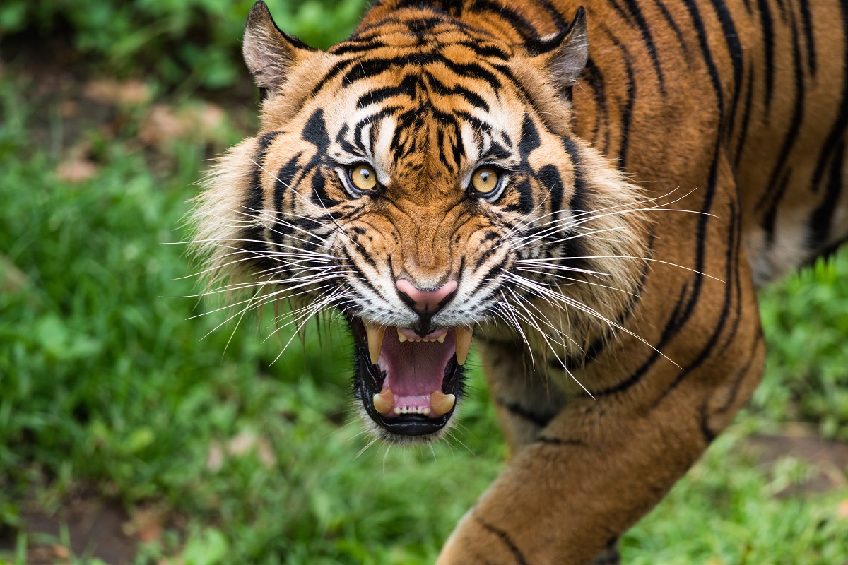 sumatran tiger eating